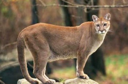 Punah 10 Ribu Tahun Lalu, Ilmuwan Temukan Singa Gunung yang Diawetkan