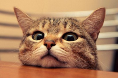 Bosan Imut, Kucing-Kucing Ini Pede Pose Teler Mirip Orang Mabuk