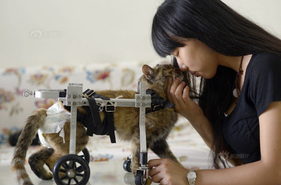 Sweet, Wanita Ini Buatkan Kursi Roda untuk Kucingnya yang Cacat