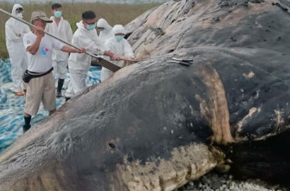 Ngeri, Ikan Paus Ini Mati Karena Telan Banyak Sampah Plastik