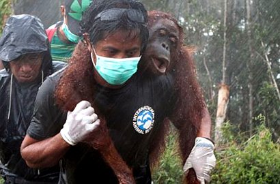 Efek Kebakaran Hutan dan Lahan, Orang Utan Terancam Punah