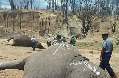 Keji, Gajah di Afrika Dibunuh sebagai Bentuk Protes