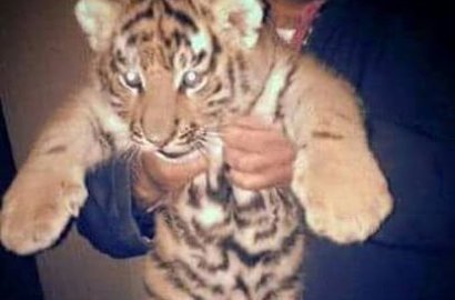 Bikin Miris, Anak Harimau Sumatera Dijual Bebas Seharga Mobil
