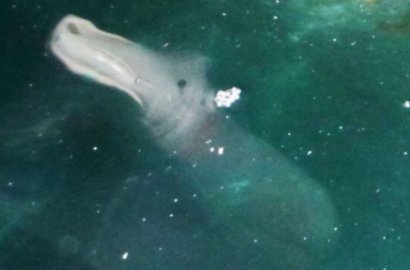 Turis Tangkap Foto Monster Laut Mirip Buaya dan Kuda Nil