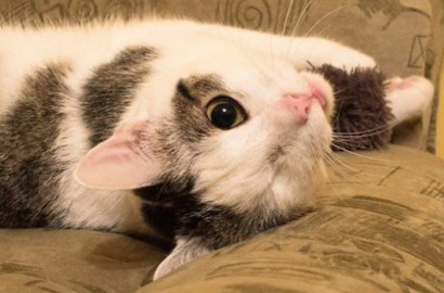 Diselamatkan di Jalan, Kucing Imut Ini Bertahan Hidup dengan Mata Satu