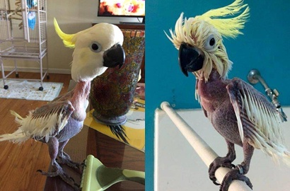 Stress Diabaikan Pemilik, Burung Kakatua Cabuti Bulunya Sendiri
