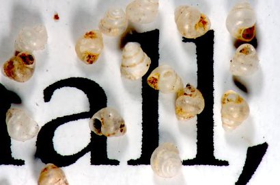 Berukuran 0,7 Milimeter, Siput Asal Borneo Jadi yang Terkecil di Dunia