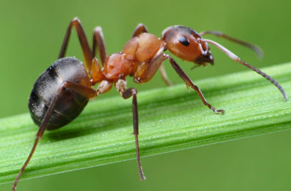 Ribuan Semut Alien Asal Jerman Ditangkap oleh Bea Cukai Tiongkok