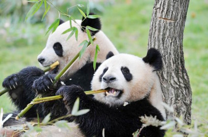 Wow, Ilmuwan Dapat Terjemahkan Bahasa Dasar Panda