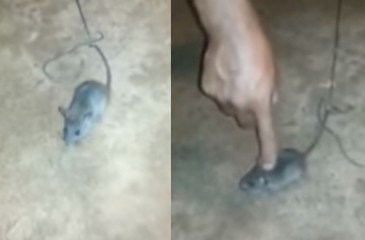 Waduh, Seekor Tikus Dilatih untuk Selundupkan Narkoba ke Penjara