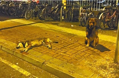 Sedih, Anjing Ini Tunggui Mayat Temannya yang Mati Tertabrak Selama 10 Jam