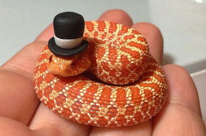 Hilangkan Kesan Seram, Ular-Ular Ini Kenakan Topi-Topi Imut