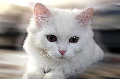 Menggemaskan, Kucing Ini Rela Jadi Selimut untuk Hangatkan Majikan