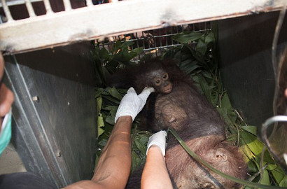 Selamatkan Diri dari Kebakaran Hutan, Orang Utan Ini Malah Dilempari Batu
