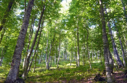 Dinyatakan Tewas, Ternyata Dokter Ini Jadi Pertapa di Hutan Italia