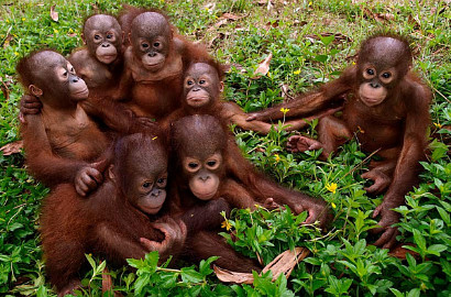Diselundupkan 7 Tahun Lalu, Thailand Pulangkan 14 Orang Utan ke Indonesia