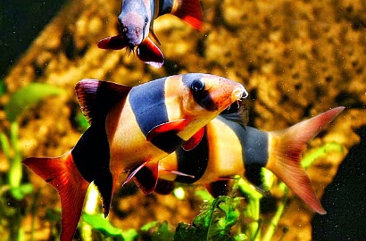 Hebat, Ikan 'Nemo' Asli Indonesia Jadi Idola di Luar Negeri
