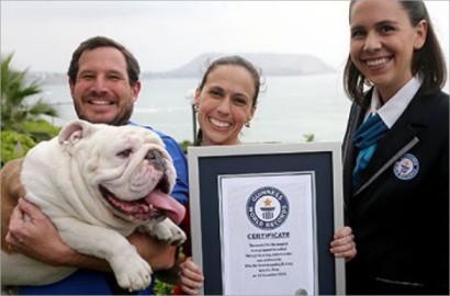 Jago Skateboard, Seekor Bulldog Masuk Guinness World Records