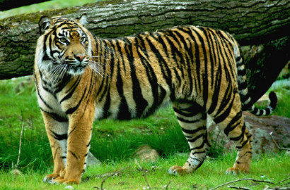 Punya Garis-Garis di Tubuh, Ini Anjing atau Harimau?
