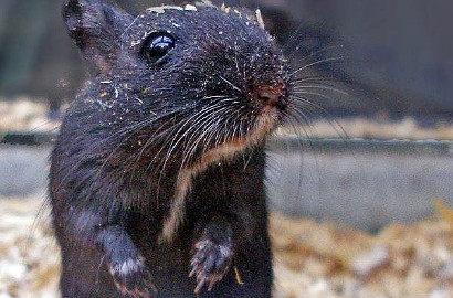 Wah, Ada Penampakan Tikus Raksasa di Permukaan Planet Mars