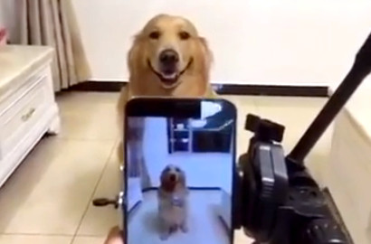 Sadar Kamera, Anjing Retriever Ini Senyum Saat Akan Difoto