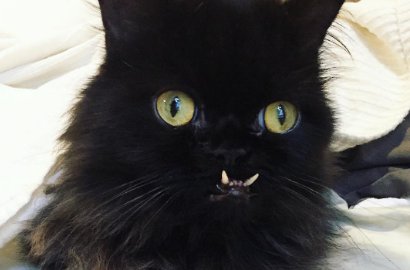 Punya Wajah Seperti Monster, Kucing Ini Justru Terkenal di Medsos