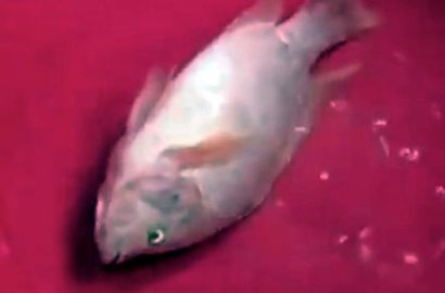 Wow, Bubuk Ajaib Ini Bikin Ikan Bisa Hidup Lagi