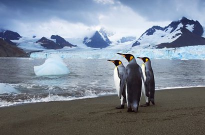 Agar Pesawat Lebih Kuat di Musim Dingin, Ilmuwan Ingin Adaptasi Bulu Penguin