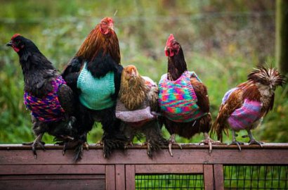 Demi Hangatkan Ayam Berbulu Tipis, Perempuan Ini Buat Sweater Rajut