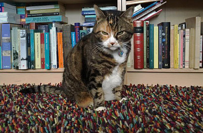 Hadapi Teroris, Warga Belgia Malah Bikin Meme Kucing Lucu