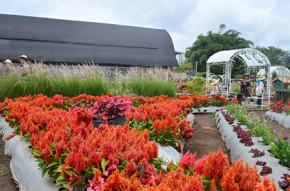 Bukan Eropa atau Korea, Taman Keren Ini Ada di Jogja
