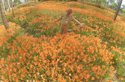 Selfie Injak Bunga di Taman Amaryllis Yogyakarta, Cewek Ini Dihujat Netter