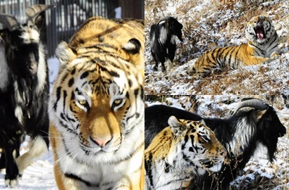 Diberi Makan Kambing Hidup, Harimau Ini Justru Jadikan Sahabat