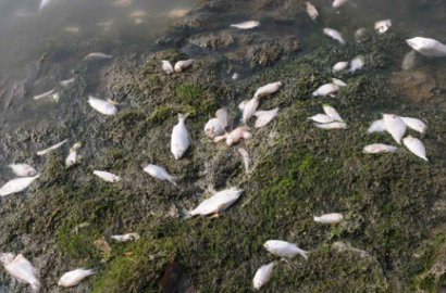 Banyak Ikan di Ancol Mati, Sebaiknya Tidak Dikonsumsi