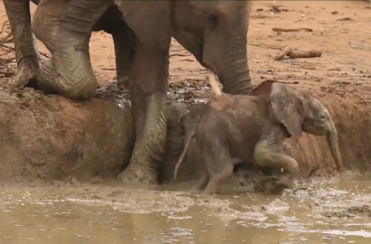 Terjebak di Lumpur, Gajah Imut Ini Sampai Harus Ditolong Ibunya