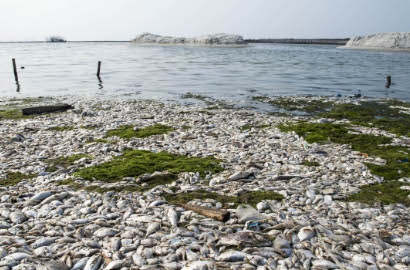 Soal Jutaan Ikan Mati di Ancol, Ini Jawaban LIPI