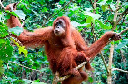 Pakai Celana Jeans, Orang Utan Imut Ini Bisa Bergaya Bak Foto Model