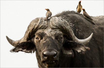 Kocaknya Ekspresi Kerbau Saat Oxpecker Cari Makan di Hidungnya