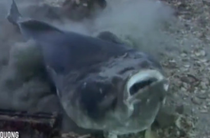 Pintar Bersembunyi, Video Ikan Cari Makan Bikin Heboh Medsos