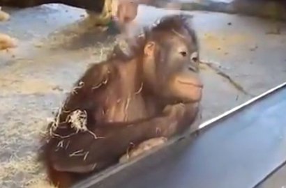 Imut dan Kocak, Intip Reaksi Orang Utan Ini Saat Ditunjukkan Trik Sulap