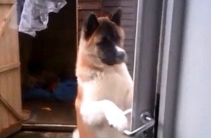 Secerdas Scooby Doo, Anjing Ini Bisa Buka Pintu Layaknya Manusia