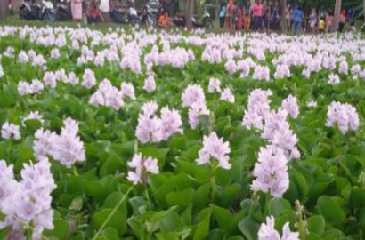 Jadi Tren Baru, Netter Harap Taman Eceng Gondok Tak Senasib dengan Amaryllis