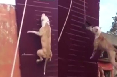 Bisa 'Terbang' Setinggi 4 Meter, Anjing Ini Bikin Netter Terbelalak