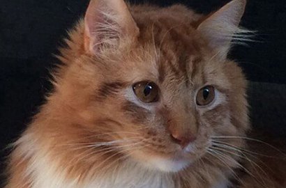 Separuh Bulunya Dicukur, Kucing 'Setengah Ayam' Ini Hebohkan Netter