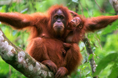 Muncul Berita Petugas Hamili Orang Utan, KBS Sebut Itu Hoax
