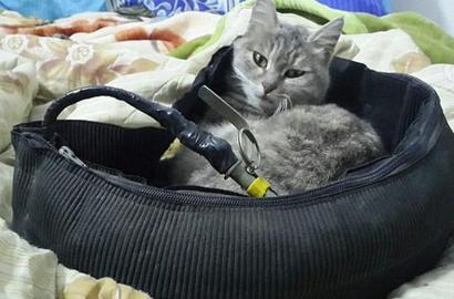 Heboh Gambar Kucing Bawa Pesan Rahasia ISIS