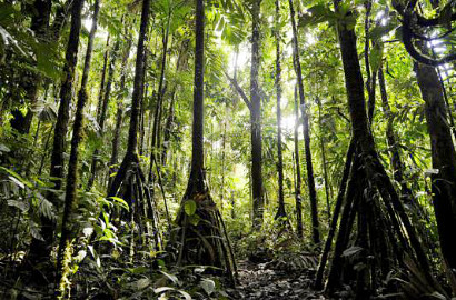 Ajaib, Pohon Ini Bisa 'Berjalan' 20 Meter Setiap Tahun