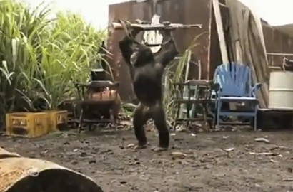 Bikin Orang Kabur dengan Senapan, Monyet Ini Malah Buat Netter Ngakak