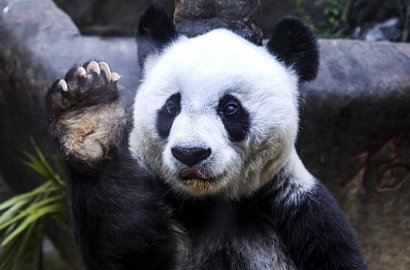 Jadi Viral, Bisakah Kalian Temukan Panda di Kumpulan Snowmen Ini?