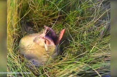 Mirip Telur Alien yang Menetas, Video Jamur Aneh Ini Bikin Heboh Netter